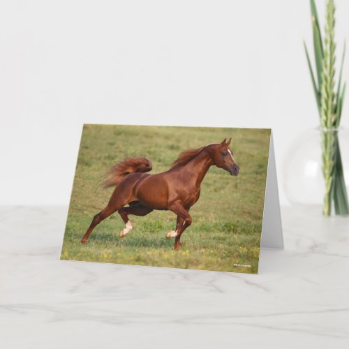Chestnut Arab Stallion Mane and Tail Flowing Card