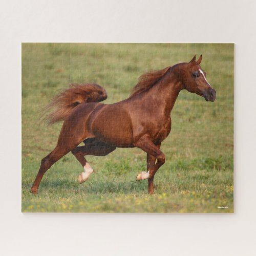 Chestnut Arab Stallion Mane and Tail Flowing Jigsaw Puzzle