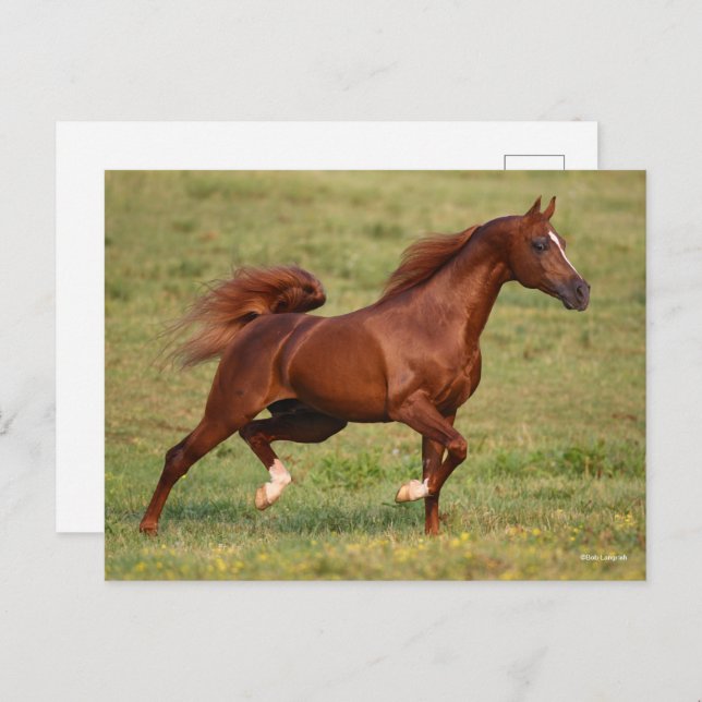 Chestnut Arab Stallion Mane and Tail Flowing Postcard (Front/Back)
