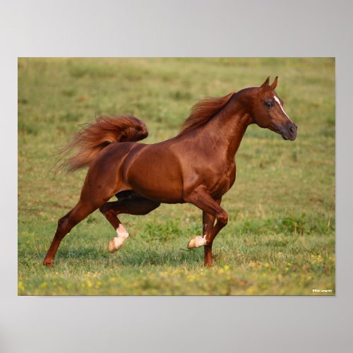 Chestnut Arab Stallion Mane and Tail Flowing Poster