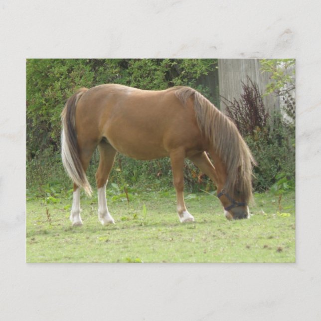 Chestnut Brown Horse Grazing Postcard (Front)