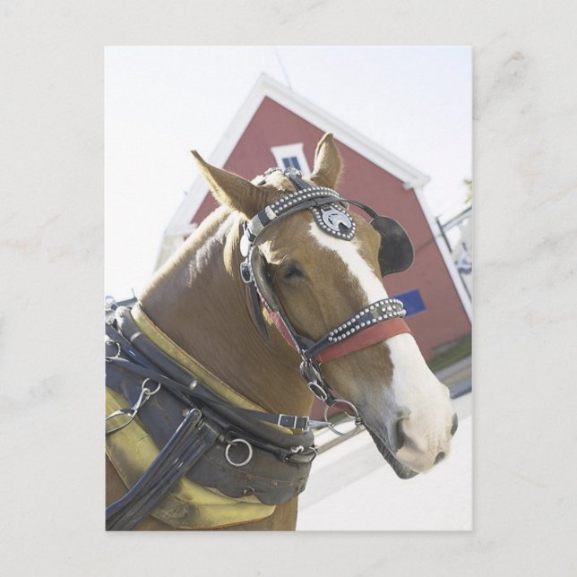 Chestnut Carriage Horse Postcard (Front)