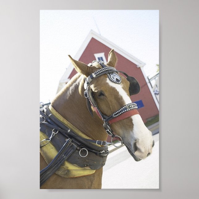 Chestnut Carriage Horse Poster (Front)