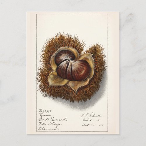 Chestnut Castanea Fruit Watercolor Painting Postcard