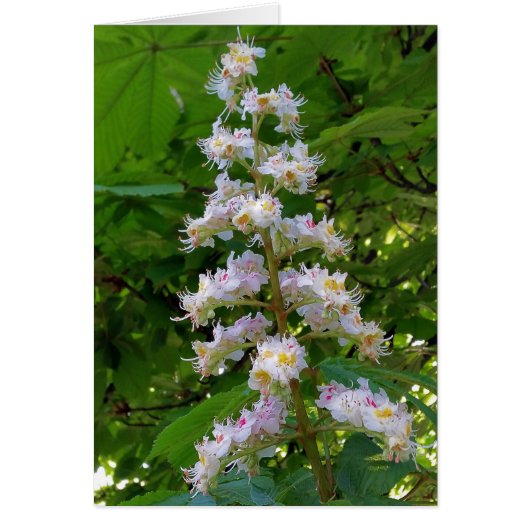 chestnut flower cards (Front)