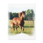 Chestnut Galloping Horse Postcard