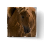 Chestnut Horse Design Pin