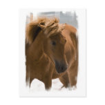 Chestnut Horse Design Postcard