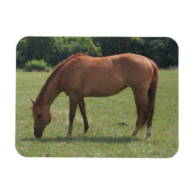 Chestnut Horse Grazing in a Green Pasture  Magnet (Horizontal)