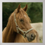 Chestnut Horse in a Field Poster