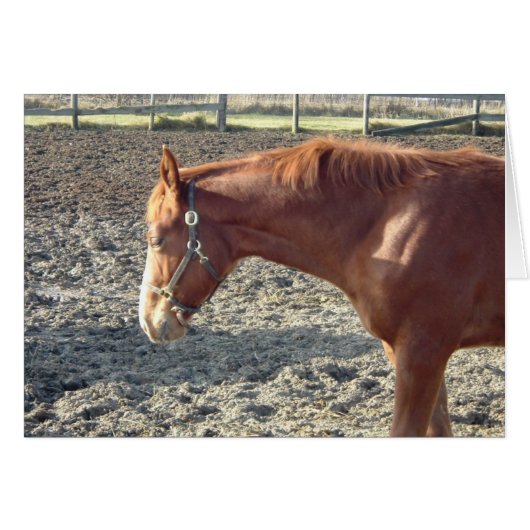 Chestnut Horse Love (Front Horizontal)