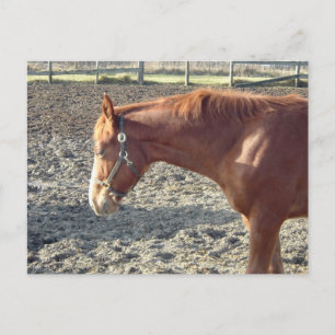 Chestnut Horse Love Postcard