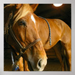 Chestnut Horse Photo Print