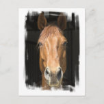 Chestnut Horse Postcard