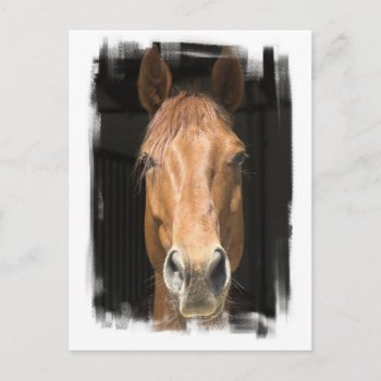 Chestnut Horse Postcard by HorseStall at Zazzle