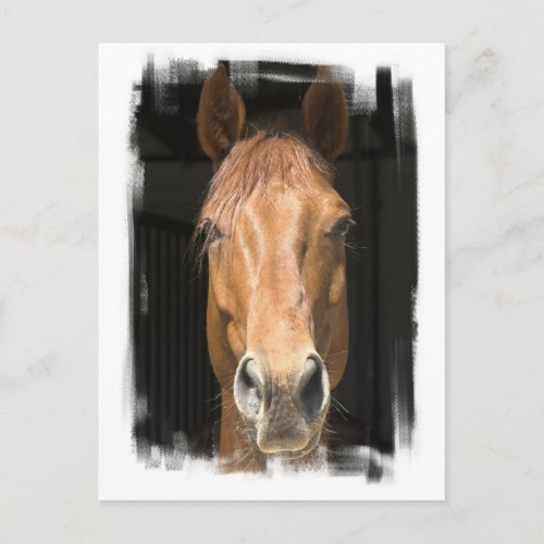 Chestnut Horse Postcard