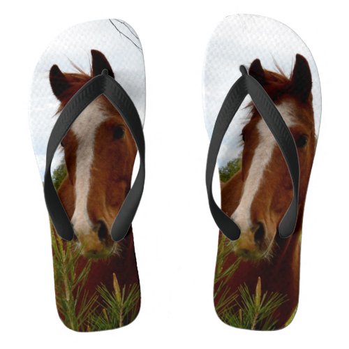 Chestnut Horse Sniffing A Banksia Tree Flip Flops