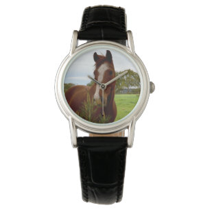 Chestnut Horse Sniffing A Banksia Tree, Watch