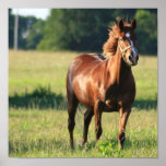 Chestnut Horse Standing Canvas Print