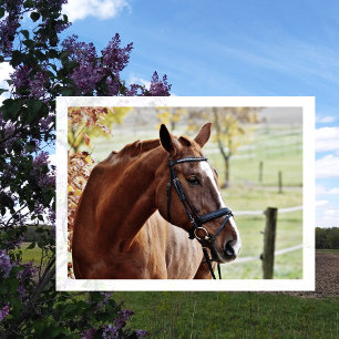 Chestnut Horse with Blaze, Bridle, in Pasture Postcard