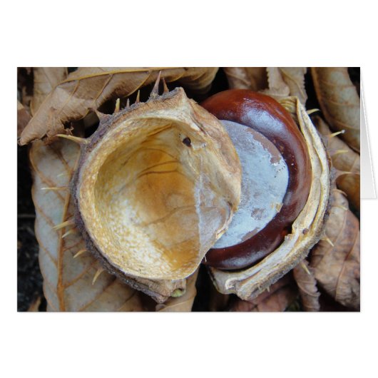 Chestnut in shell, blank cards (Front Horizontal)