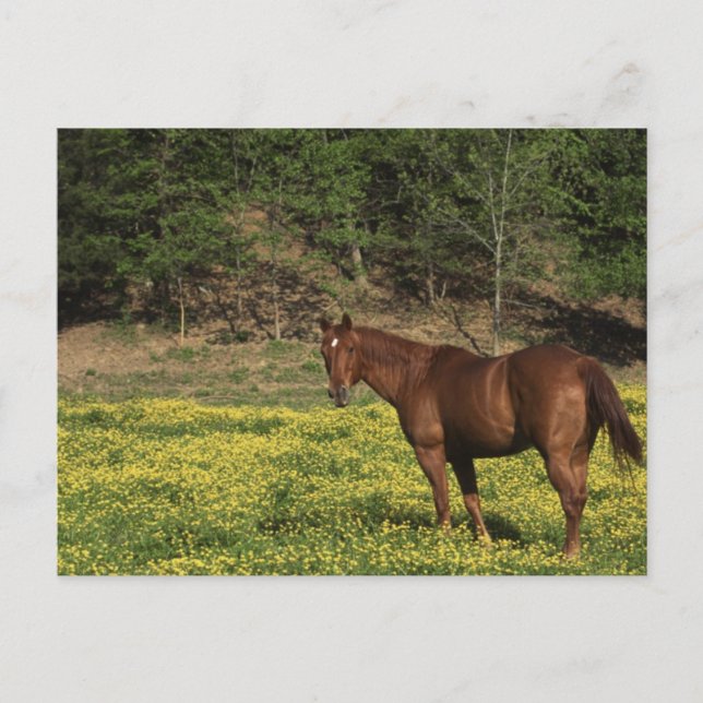 Chestnut in Yellow Flowers Postcard (Front)
