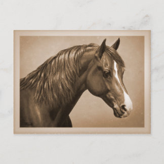 Chestnut Morgan Horse in Sepia Postcard
