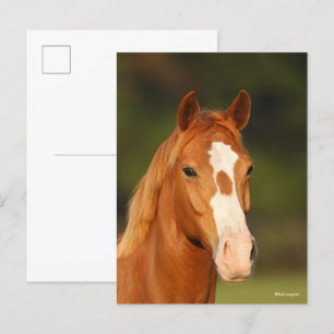 Chestnut Oldenburg Cross Welsh Headshot Postcard