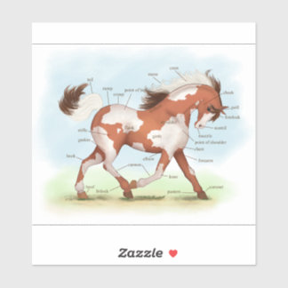 Chestnut Overo Skewbald Horse Anatomy Chart Sticker