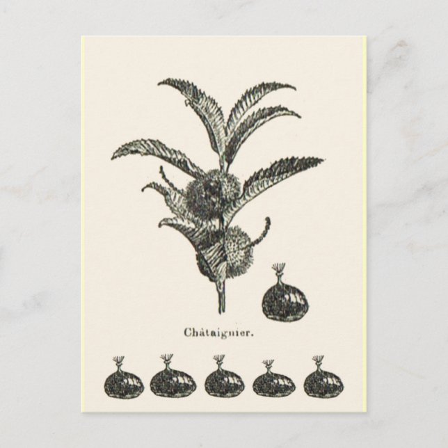 Chestnut Postcard (Front)