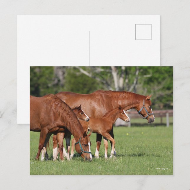 Chestnut Quarter Horse Mares and Foals Postcard (Front/Back)