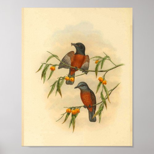 Chestnut Red Flycatcher Bird Vintage Print