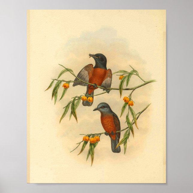 Chestnut Red Flycatcher Bird Vintage Print (Front)
