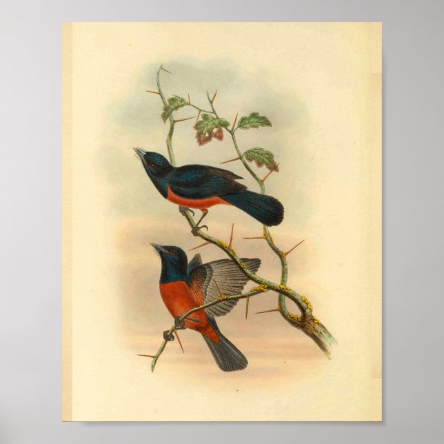 Chestnut Red Flycatcher Bird Vintage Print (Front)