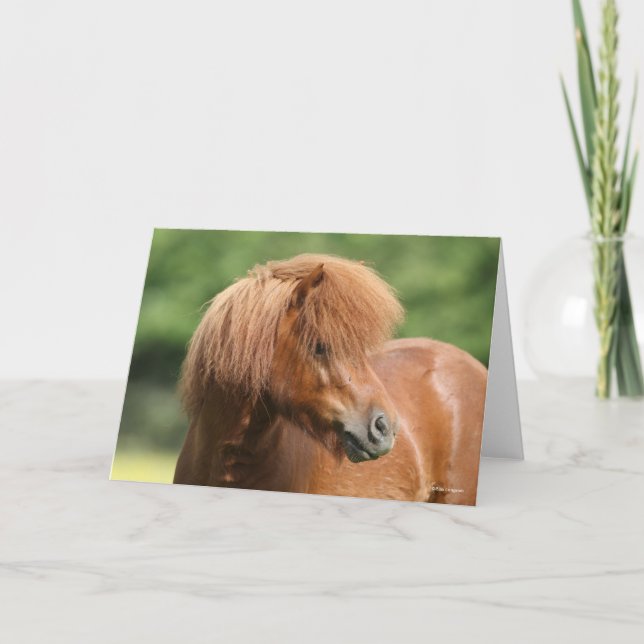 Chestnut Shetland Pony Stallion Headshot Card (Front)