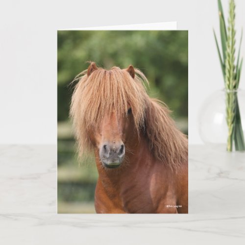 Chestnut Shetland Pony Stallion headshot Card