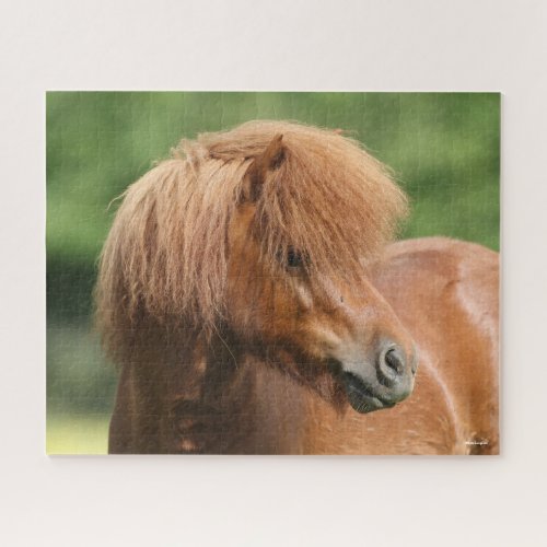 Chestnut Shetland Pony Stallion Headshot Jigsaw Puzzle