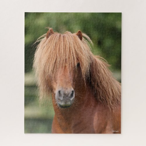 Chestnut Shetland Pony Stallion headshot Jigsaw Puzzle