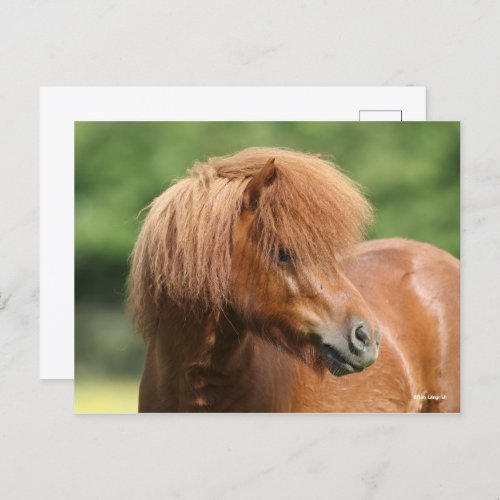 Chestnut Shetland Pony Stallion Headshot Postcard