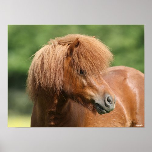 Chestnut Shetland Pony Stallion Headshot Poster