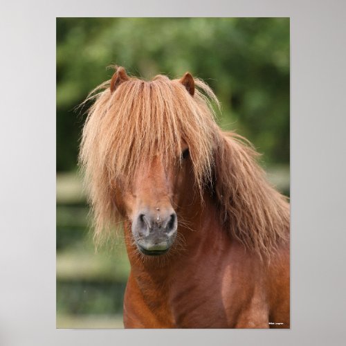 Chestnut Shetland Pony Stallion headshot Poster