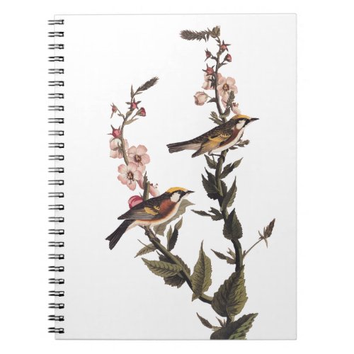 Chestnut_Sided Warbler Audubon Bird on Wildflower Notebook