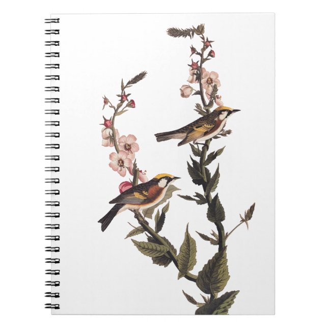 Chestnut-Sided Warbler Audubon Bird on Wildflower Notebook (Front)