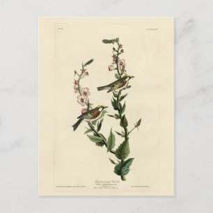 Chestnut-sided Warbler, Audubon's Birds of America Postcard