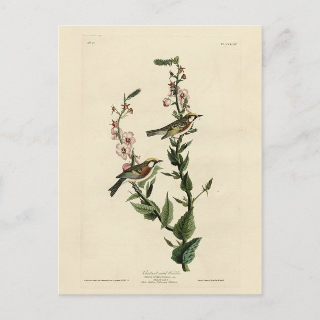 Chestnut-sided Warbler, Audubon's Birds of America Postcard (Front)