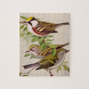 Chestnut-sided Warbler by Louis Agassiz Fuertes Jigsaw Puzzle