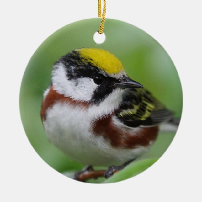 Chestnut-sided warbler  ceramic ornament (Front)