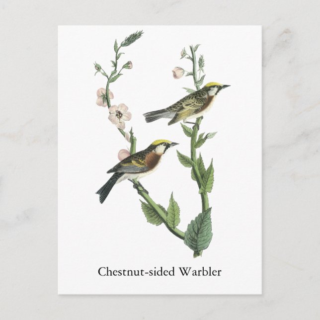 Chestnut-sided Warbler, John Audubon Postcard (Front)
