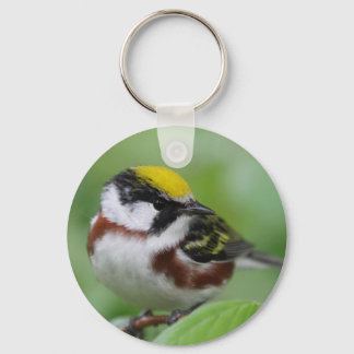 Chestnut-sided Warbler Keychain