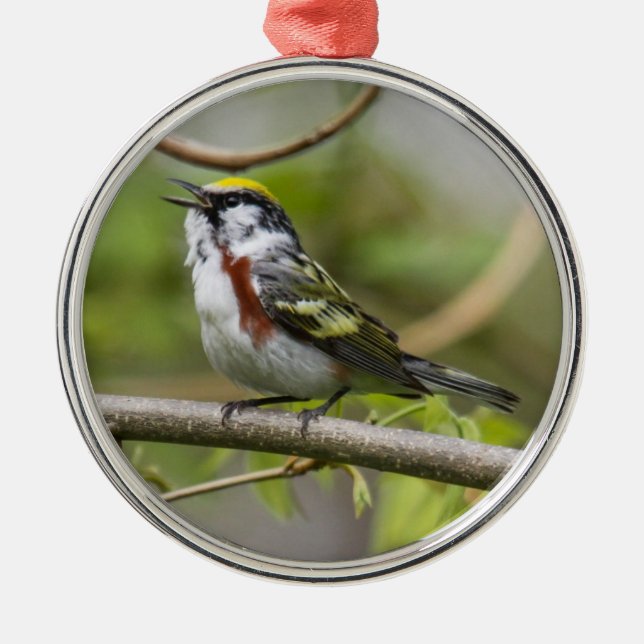 Chestnut-sided Warbler Metal Ornament (Front)